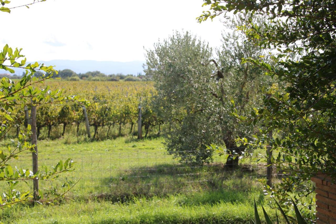 Podere Campo Alle Serpi Bibbona Exteriör bild