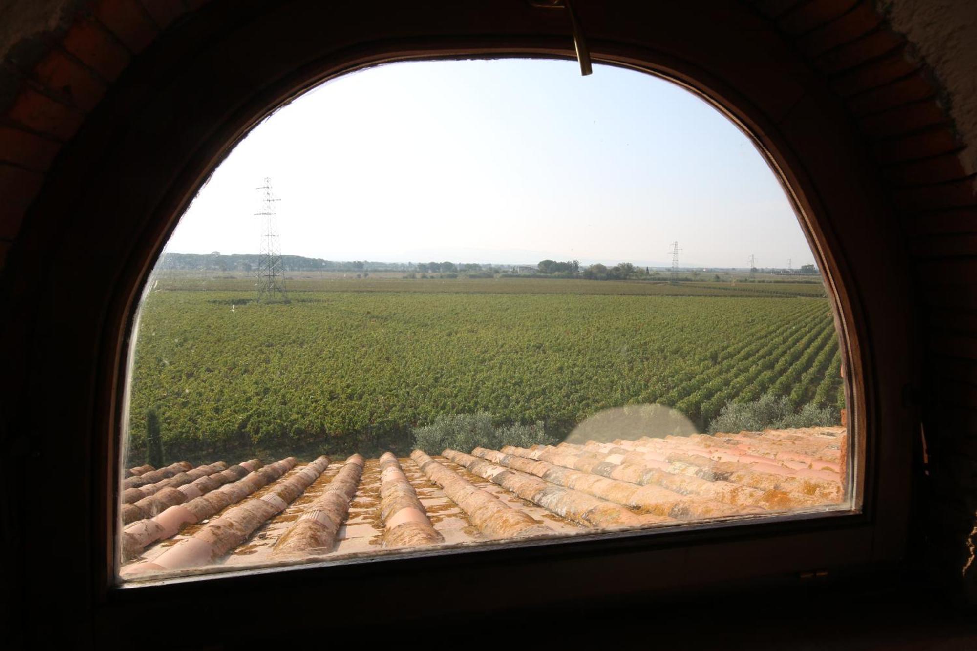 Podere Campo Alle Serpi Bibbona Exteriör bild