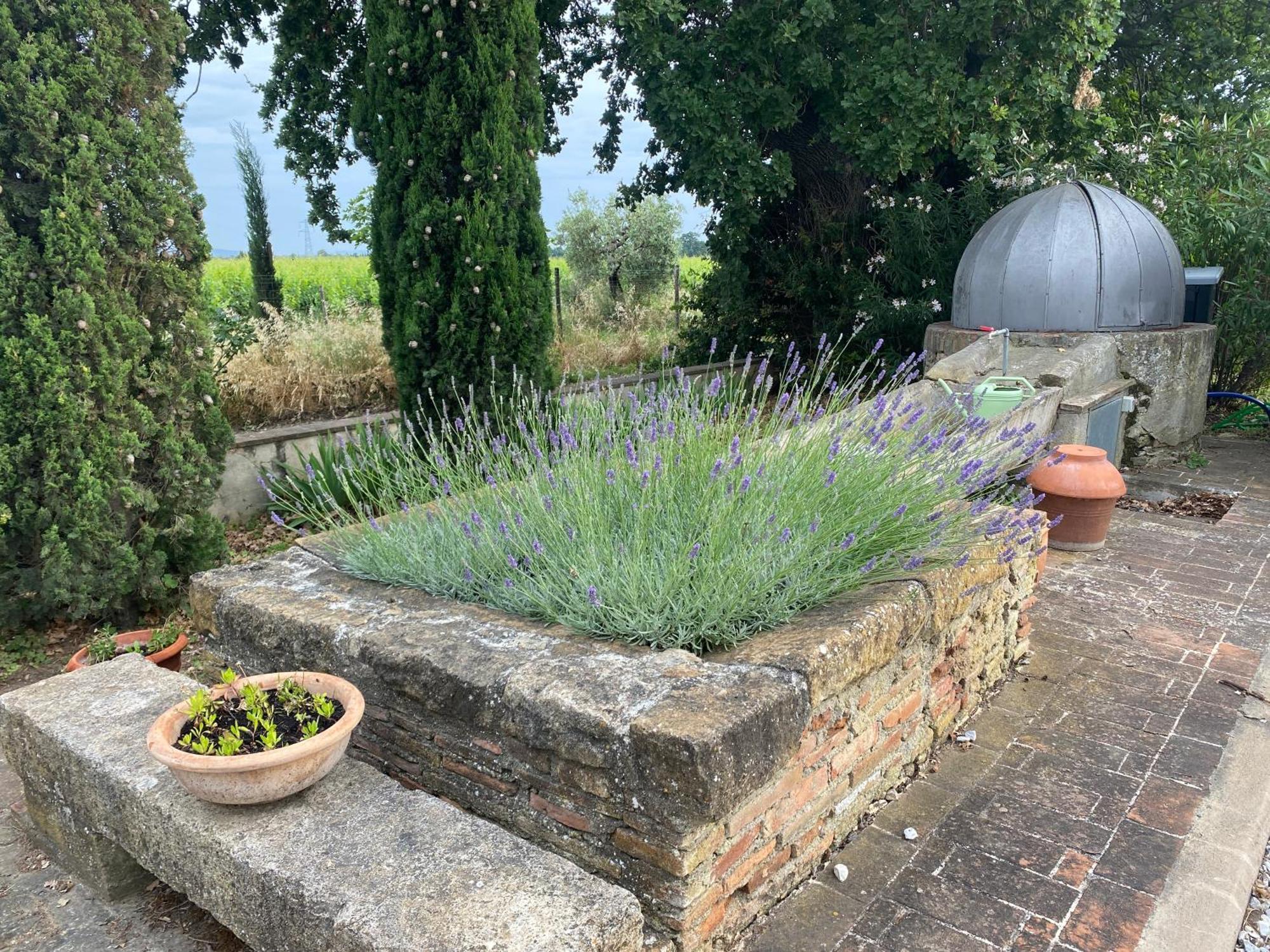 Podere Campo Alle Serpi Bibbona Exteriör bild