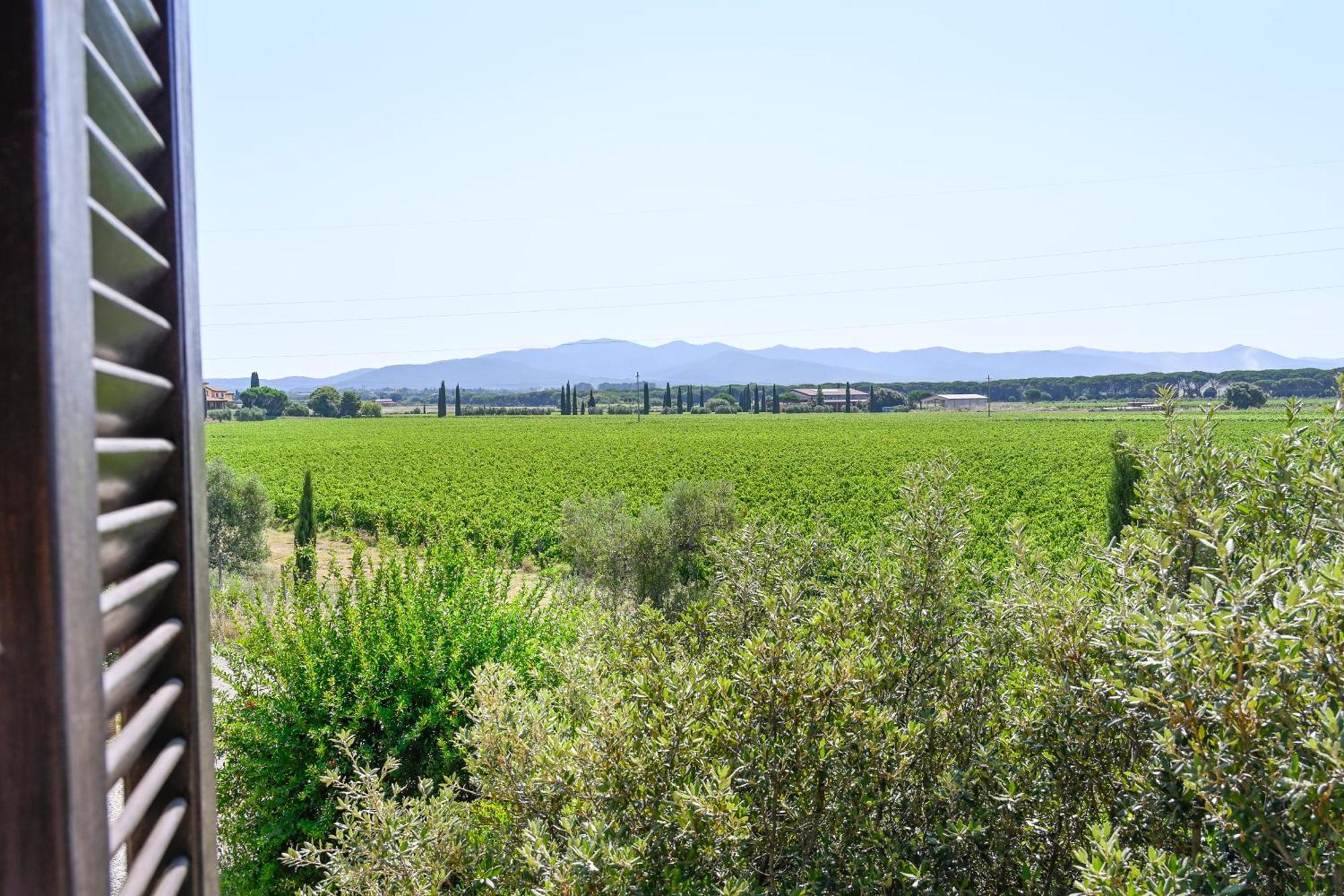 Podere Campo Alle Serpi Bibbona Rum bild
